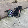 dog, black_dog, leash, sidewalk, flower_arrangement, memorial_wall, plaque, concrete, outdoor, pet, tongue_out, sitting, curly_fur, resting, daylight, tribute, quiet, calm, background, nature