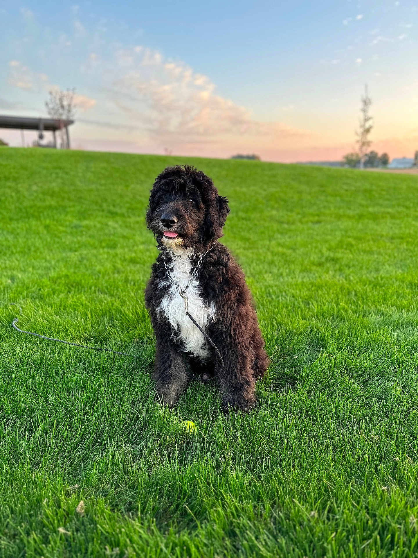 Lambo is registered to the contest to win money with this photo: dog, black_and_white, curly_fur, grass, outdoor, sunset, tennis_ball, leash, pet, animal, playful, park, nature, canine, fur, sitting, tongue_out, greenery, sky, daylight