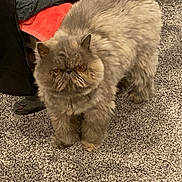 Mia is registered to the contest to win money with this photo: animal, carpet, cat, clothing, cute, domestic, eyes, feline, floor, fluffy, fur, grey, grumpy_face, home, indoor, orange, pet, standing, towel, whiskers