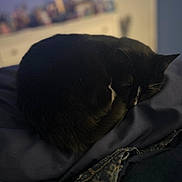 Oreo is registered to the contest to win money with this photo: animal, bedroom, black_cat, blanket, cat, comfort, cozy, curled_up, dark_background, domestic_cat, feline, fur, indoor, pet, quiet, relaxation, resting, sleeping, soft_lighting, white_markings