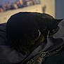 Oreo is registered to the contest to win money with this photo: animal, bedroom, black_cat, blanket, cat, comfort, cozy, curled_up, dark_background, domestic_cat, feline, fur, indoor, pet, quiet, relaxation, resting, sleeping, soft_lighting, white_markings