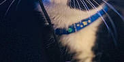 Oreo is registered to the contest to win money with this photo: animal, black_and_white, blue_lighting, cat, close_up, collar, curious, dark_background, domestic_cat, feline, fur, indoor, mystery, pet, playful, portrait, string, toy, whiskers, yellow_eyes