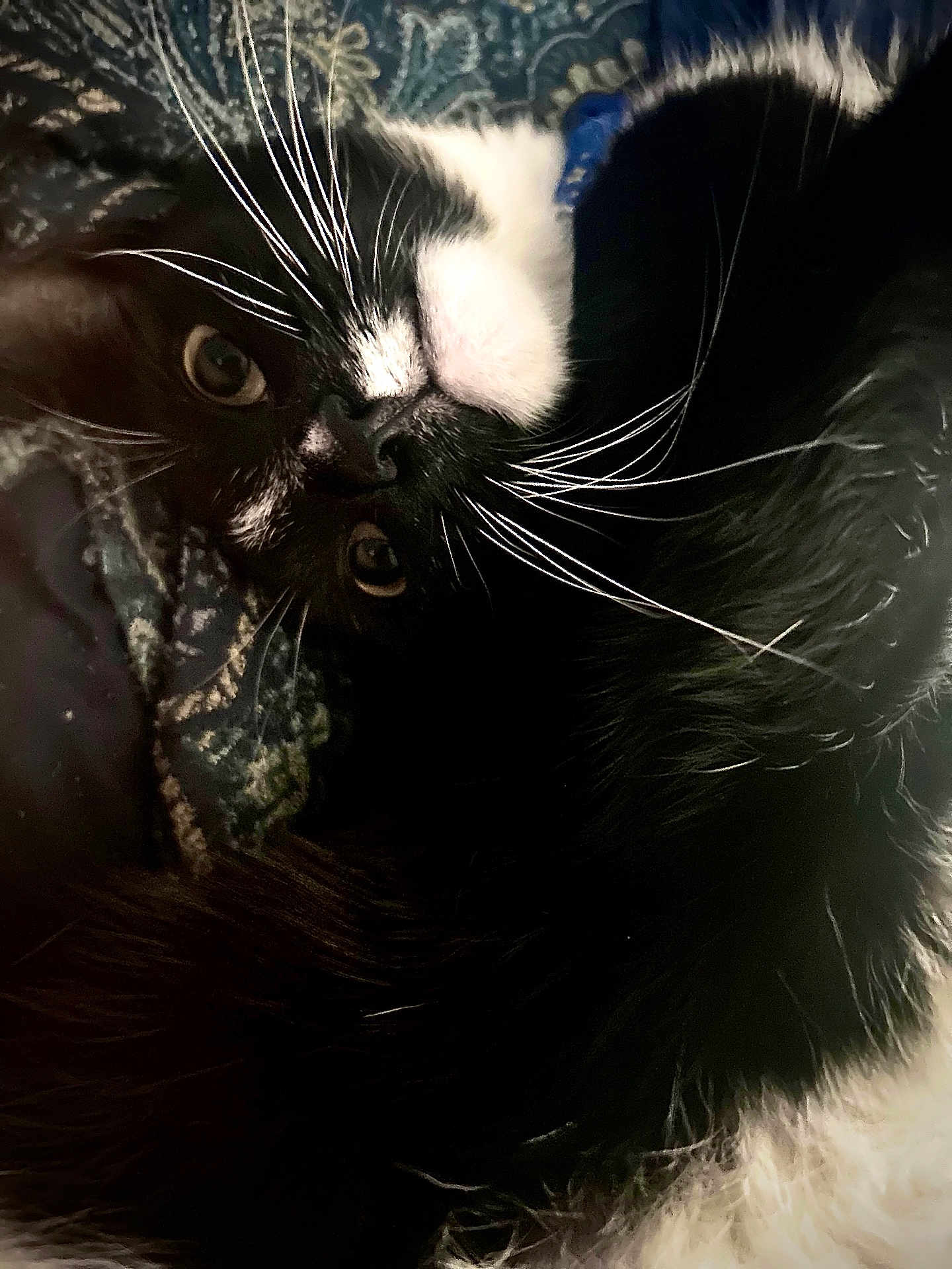 Oreo