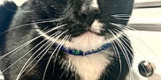 Oreo joined the competition — help win amazing prizes! abyssinian, accessories, animal, blackcat, bodypart, cat, collar, formalwear, furniture, kitten, leash, manx, mouth, person, pet, siamese, snout, strap, teeth, tie