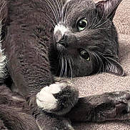 Potter joined the competition — help win amazing prizes! animal, carpet, cat, close_up, curious, cute, domestic_cat, feline, fur, gray_cat, green_eyes, indoor, laying_down, pet, playful, relaxed, resting, soft_texture, whiskers, white_paws