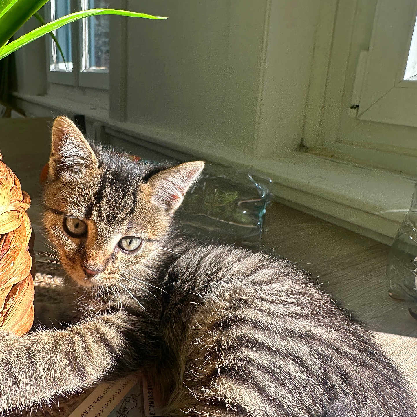 Pascal a rejoint le concours — aidez-le/la à gagner de superbes lots ! abyssinian, animal, cat, couch, egyptiancat, furniture, hardwood, kitten, manx, pet, plant, pottedplant, window, windowsill, wood