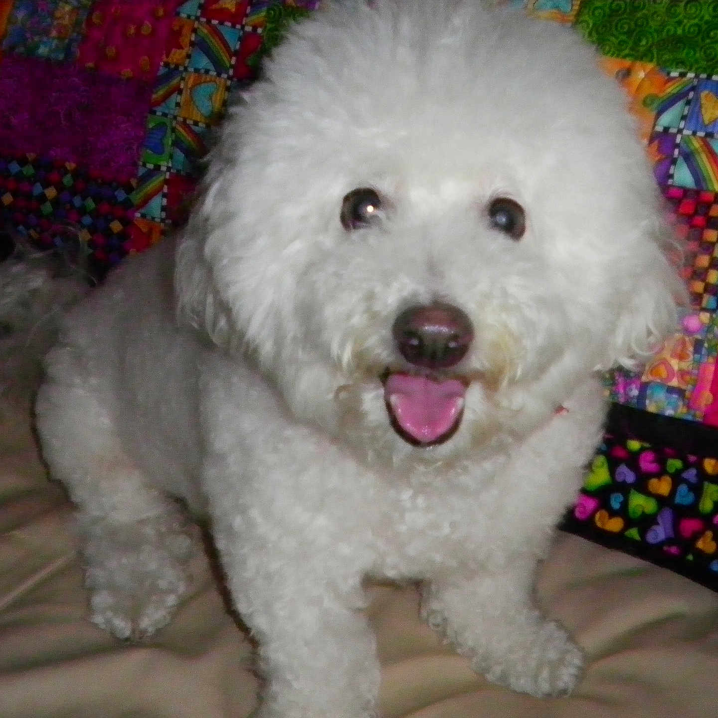 Baby Snowball joined the competition — help win amazing prizes! animal, bed, colorful, companion, cozy, cute, dog, domestic, fluffy, friendly, fur, happy, indoor, patchwork, pet, quilt, sitting, smiling, tongue_out, white_dog