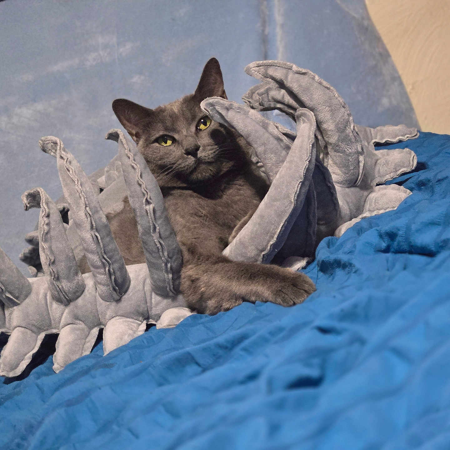 Kat