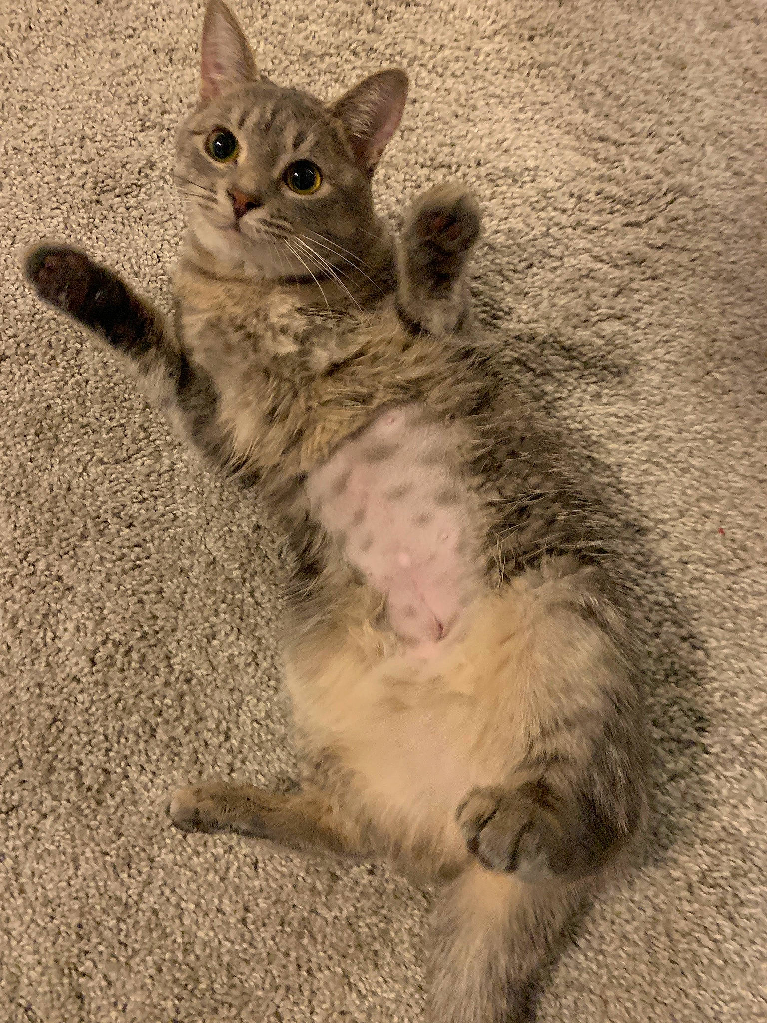 Addison is registered to the contest to win money with this photo: carnivore, cat, claw, domestic_short_haired_cat, felidae, foot, fur, paw, sitting, small_to_medium_sized_cats, snout, soil, tail, terrestrial_animal, whiskers, wildlife