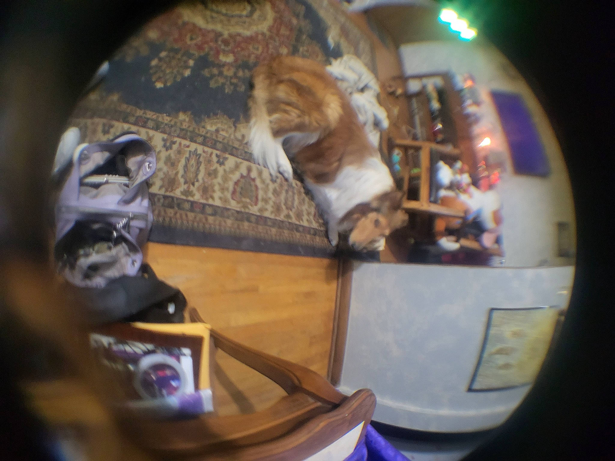 Doogie joined the competition — help win amazing prizes! art, camera_lens, circle, dog, drum, fisheye_lens, glass, lens, metal, personal_protective_equipment, pet_supply, photography, reflection, space, sphere
