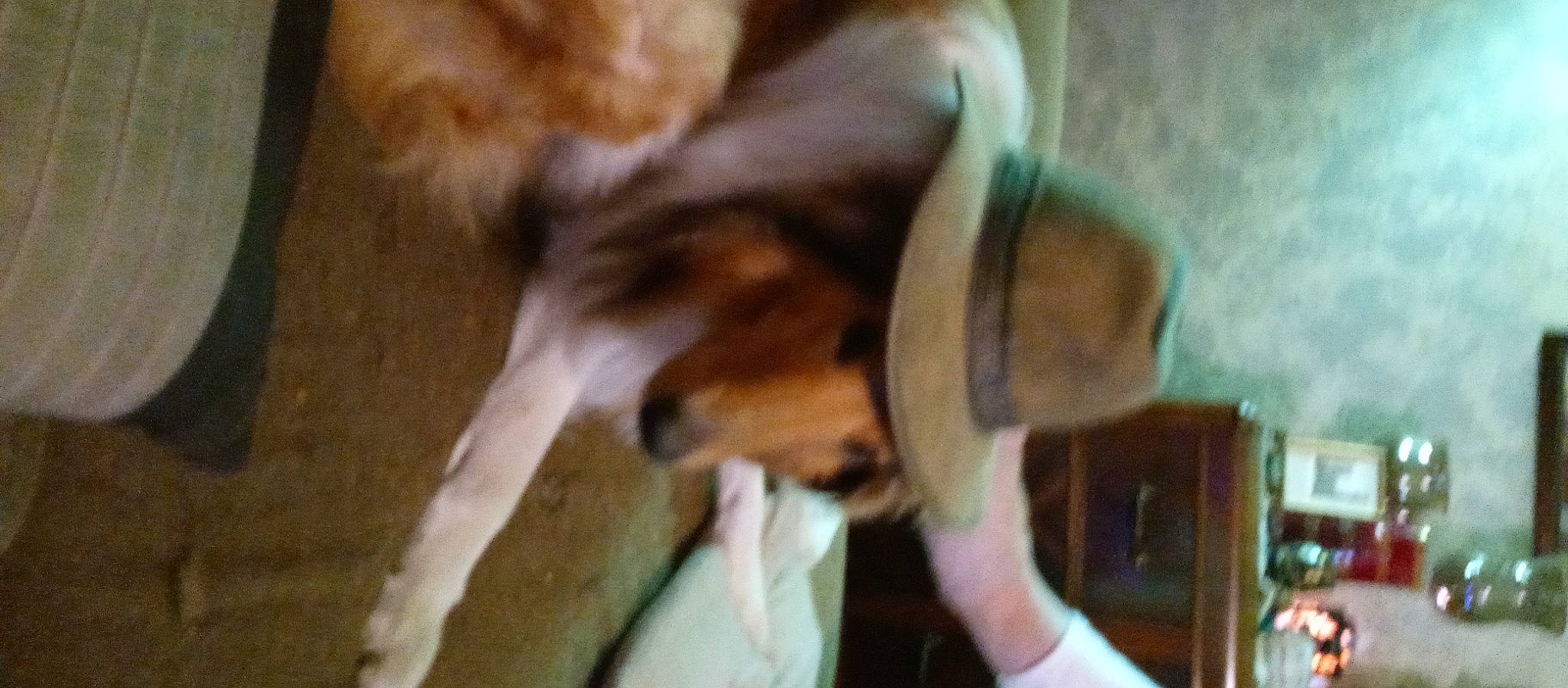 Doogie joined the competition — help win amazing prizes! ancient_dog_breeds, beagle, beagle_harrier, canidae, carnivore, comfort, companion_dog, dog, dog_breed, fawn, fur, hound, hunting_dog, scent_hound, snout, sporting_group, tail, working_animal, working_dog