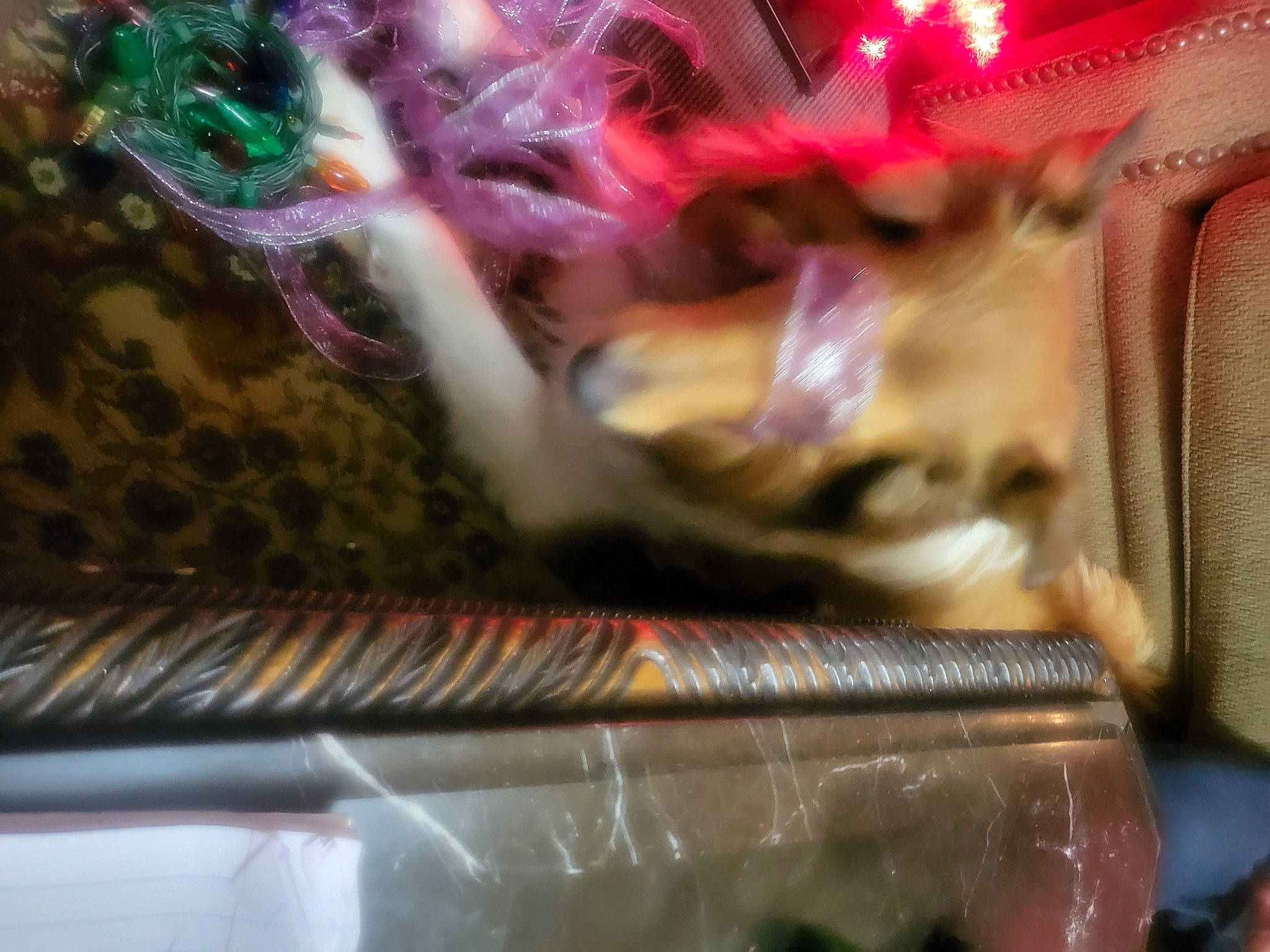 Doogie is registered to the contest to win money with this photo: bumper, carmine, felidae, flesh, fur, glass, magenta, metal, pattern, plastic, plastic_wrap, transparency