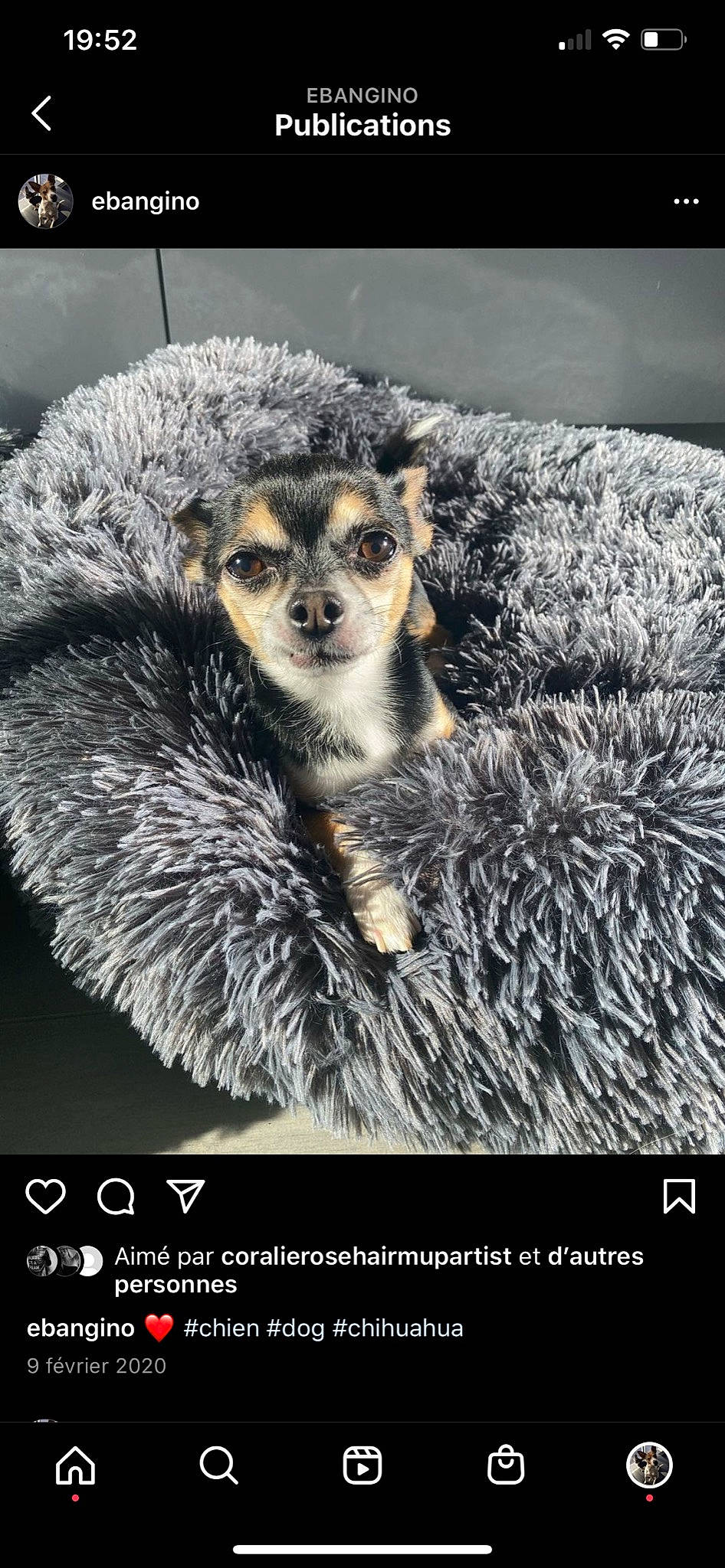 Eban participe au concours pour gagner de l'argent avec cette photo : adaptation, carnivore, claw, darkness, font, fur, macro_photography, meerkat, mustelidae, organism, photo_caption, procyonidae, rectangle, snout, tail, terrestrial_animal, vertebrate, whiskers, wildlife