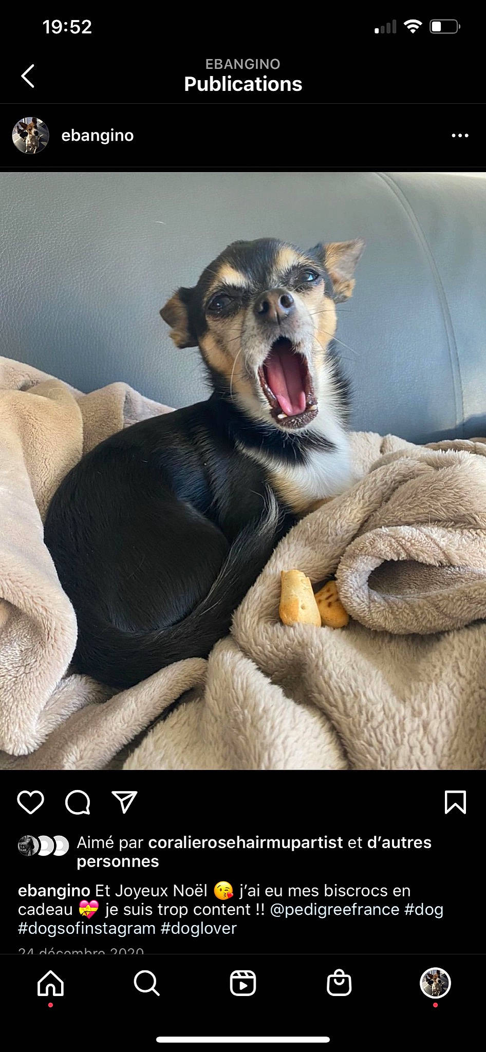 Eban a rejoint le concours — aidez-le/la à gagner de superbes lots ! canidae, carnivore, comfort, companion_dog, couch, dog, dog_breed, fang, fawn, felidae, font, fur, paw, photo_caption, sitting, small_to_medium_sized_cats, snout, terrestrial_animal, whiskers, yawn