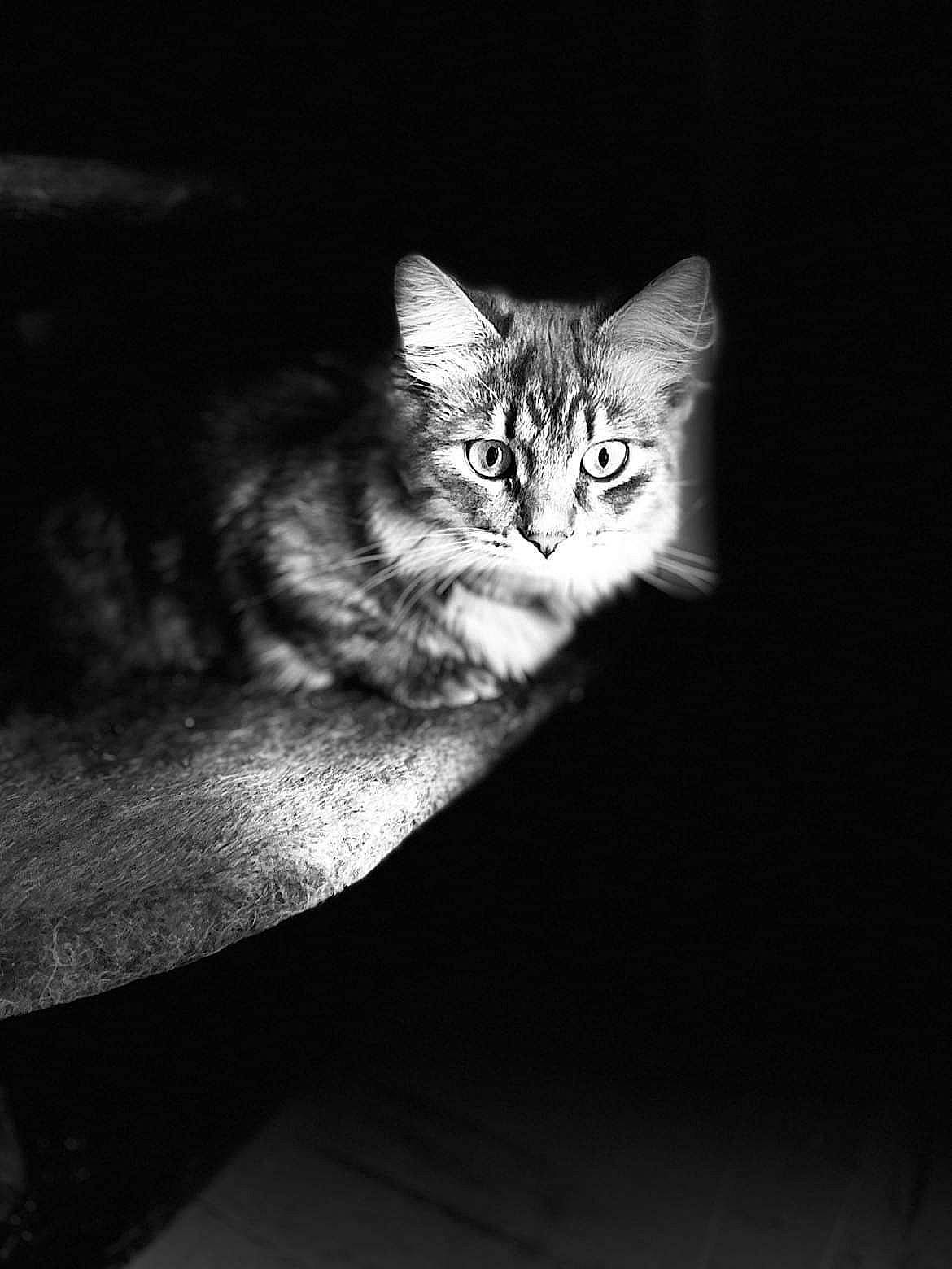 Sergio participe au concours pour gagner de l'argent avec cette photo : carnivore, cat, darkness, domestic_short_haired_cat, felidae, fur, grey, midnight, monochrome, monochrome_photography, night, paw, small_to_medium_sized_cats, snout, still_life_photography, terrestrial_animal, tree, whiskers, wildlife, wood