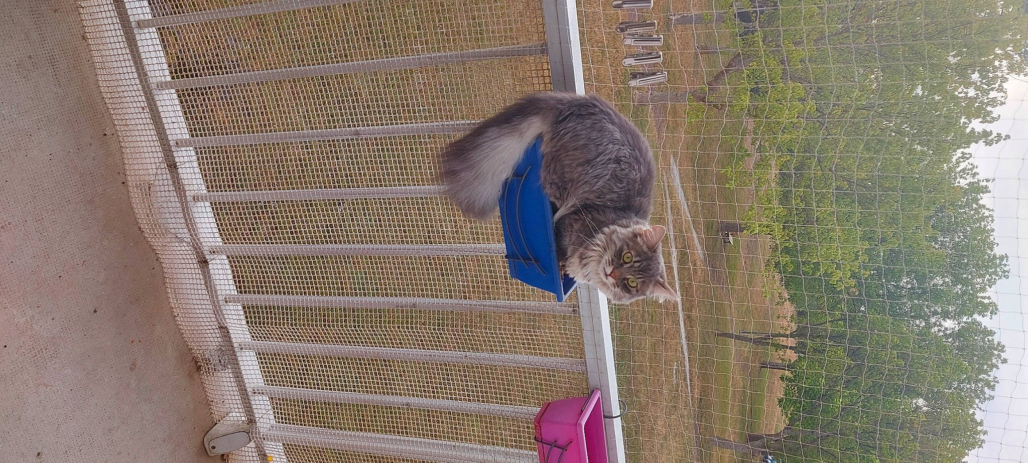 Sergio participe au concours pour gagner de l'argent avec cette photo : animal_shelter, bird_supply, cage, carnivore, cat, dog_breed, domestic_short_haired_cat, electric_blue, felidae, fur, mesh, pet_supply, plant, small_to_medium_sized_cats, sporting_group, tail, terrestrial_animal, tree, whiskers, wood