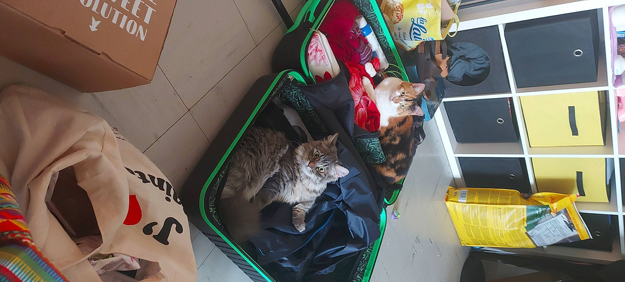 Sergio participe au concours pour gagner de l'argent avec cette photo : box, canidae, carnivore, cat, domestic_short_haired_cat, felidae, fur, motor_vehicle, pet_supply, room, shipping_box, small_to_medium_sized_cats, snapshot, sporting_group, tail, tire, vehicle, wheel, whiskers, window