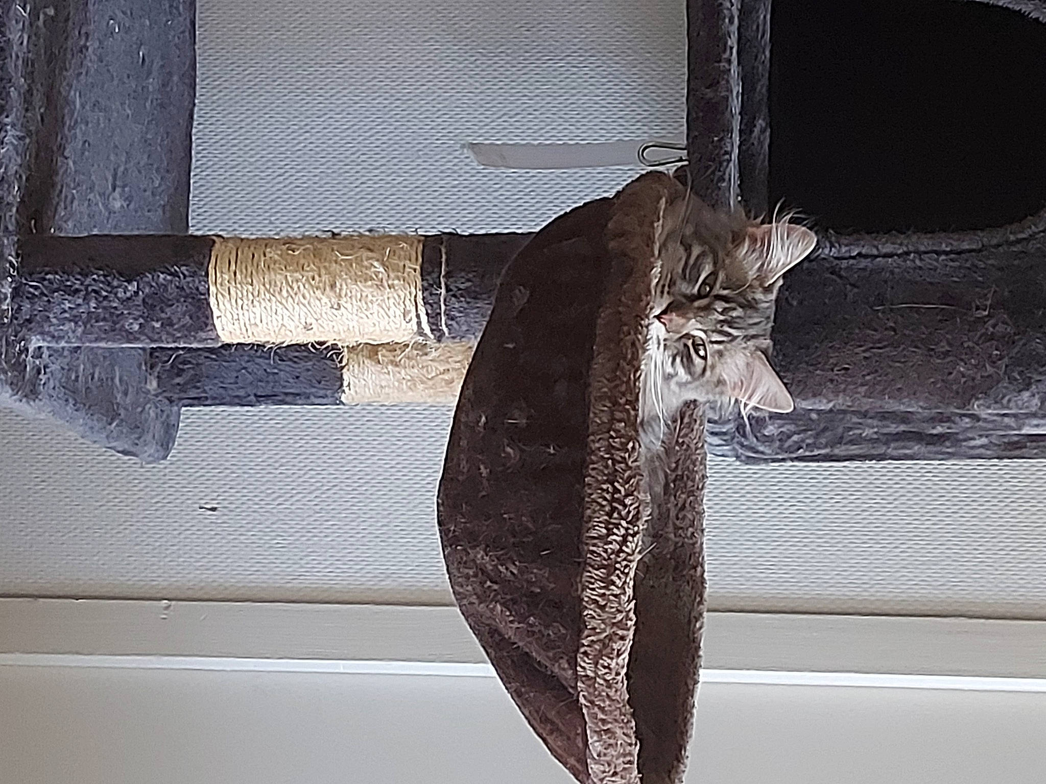 Sergio a rejoint le concours — aidez-le/la à gagner de superbes lots ! carnivore, cat, domestic_short_haired_cat, door, felidae, fur, glass, mammal, metal, monochrome_photography, rectangle, shadow, small_to_medium_sized_cats, still_life_photography, tail, tints_and_shades, vehicle_door, whiskers, window, wood