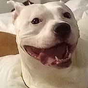 Pebbles is registered to the contest to win money with this photo: bed, canine, cheerful, close_up, collar, dog, domestic_animal, eyes, happy, indoor, nose, pet, pillow, playful, portrait, smiling_dog, snout, teeth, tongue_out, white_fur