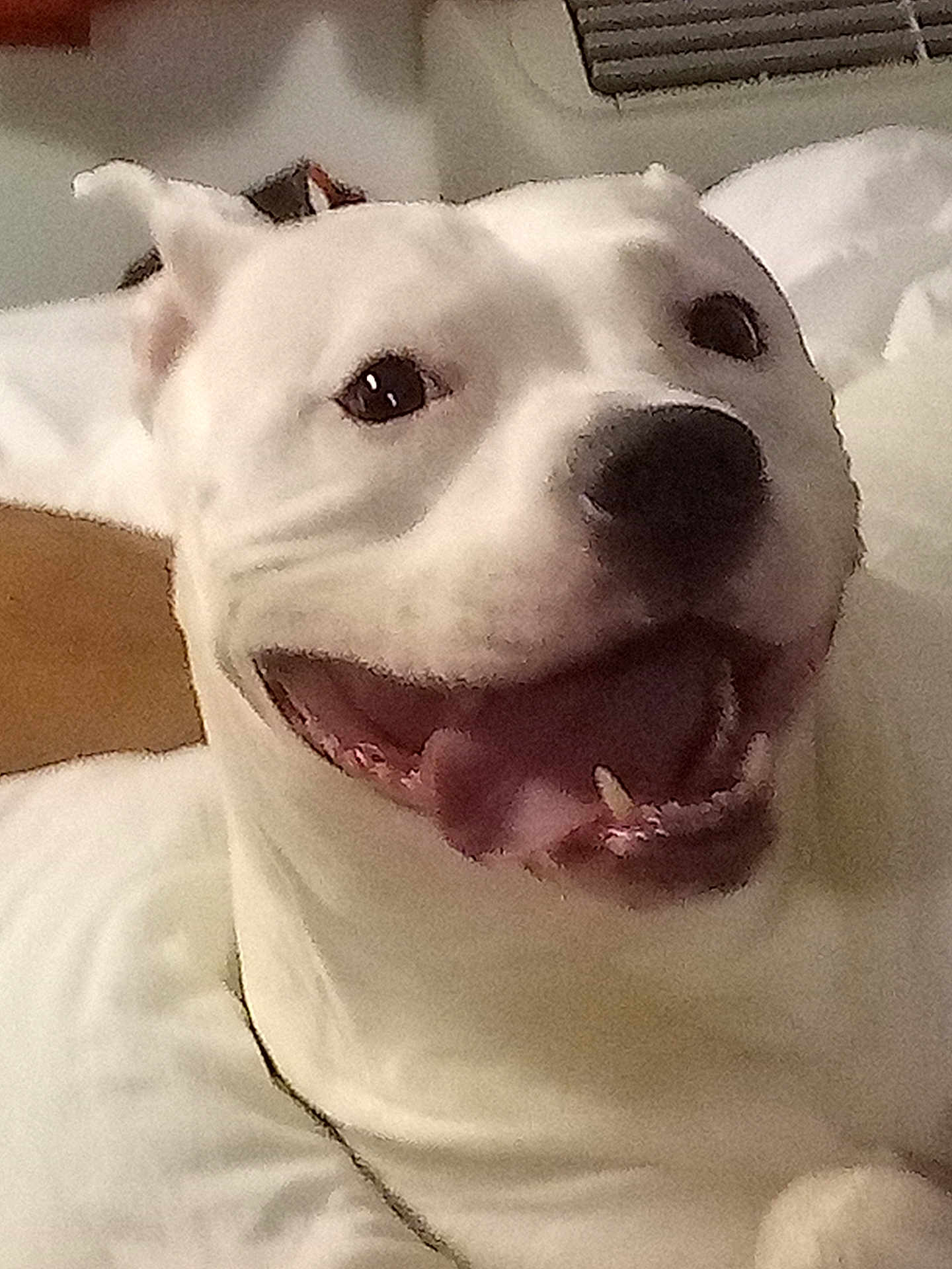 Pebbles is registered to the contest to win money with this photo: bed, canine, cheerful, close_up, collar, dog, domestic_animal, eyes, happy, indoor, nose, pet, pillow, playful, portrait, smiling_dog, snout, teeth, tongue_out, white_fur