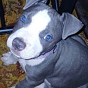 Blue is registered to the contest to win money with this photo: puppy, dog, gray, white, collar, carpet, indoor, pet, young, cute, sitting, ears, flash, closeup, animal, looking_up, domestic, fur, paw, nose