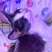 Perle a rejoint le concours — aidez-le/la à gagner de superbes lots ! cat, sleeping, black_and_white, fur, pet, cozy, blanket, pattern, strawberry, purple_light, resting, whiskers, cute, indoor, soft, closeup, animal, relaxation, comfort, nap