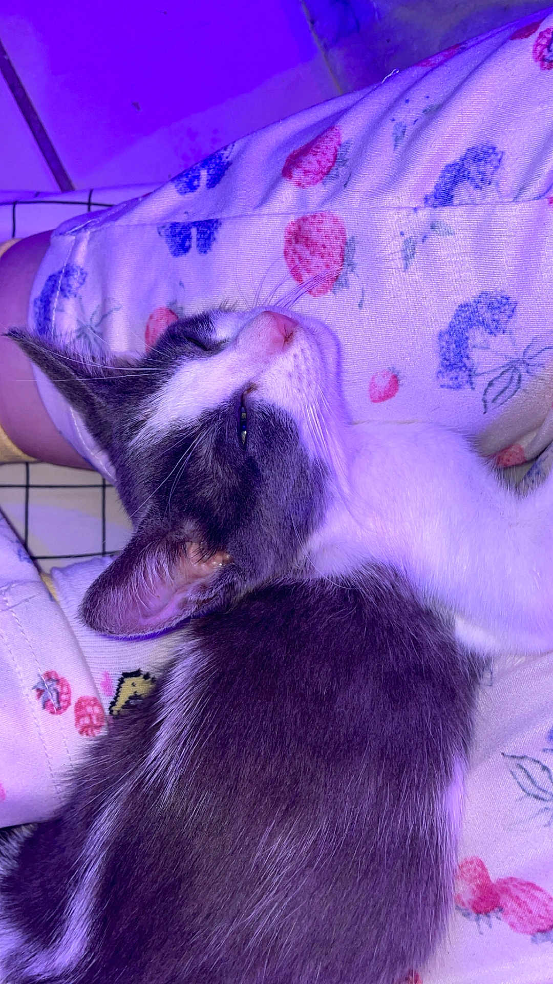 Perle a rejoint le concours — aidez-le/la à gagner de superbes lots ! cat, sleeping, black_and_white, fur, pet, cozy, blanket, pattern, strawberry, purple_light, resting, whiskers, cute, indoor, soft, closeup, animal, relaxation, comfort, nap