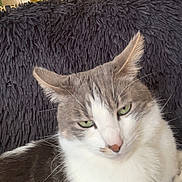 Thallys participe au concours pour gagner de l'argent avec cette photo : cat, feline, pet, indoor, cushion, fur, whiskers, ears, green_eyes, relaxed, close_up, domestic_animal, mammal, yellow_wall, soft_texture, resting, houseplant, background, cozy, portrait