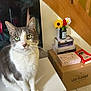 cat, gray_and_white_cat, green_eyes, white_surface, television, books, cardboard_box, felt_flowers, vase, wooden_staircase, indoor, tile_floor, curious_cat, pet, domestic_animal, close_up, furniture, stack_of_books, decor, houseplant