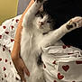cat, pet, bed, heart_pattern, blanket, white_fur, black_spots, stretching, paws, human_hand, relaxed, indoor, comfort, sleepy, cute, feline, cozy, resting, animal, domestic