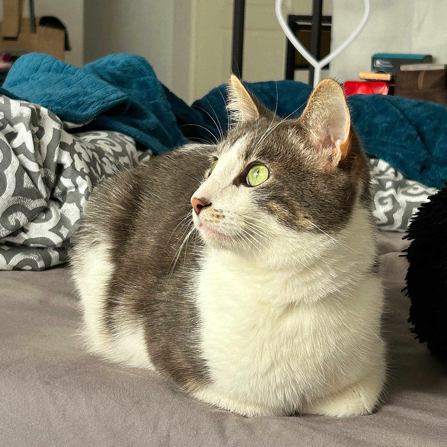 Thallys participe au concours pour gagner de l'argent avec cette photo : abyssinian, accessories, animal, bag, bed, bedroom, blanket, cat, couch, cushion, furniture, handbag, hanger, homedecor, indoors, kitten, linen, manx, pet, room