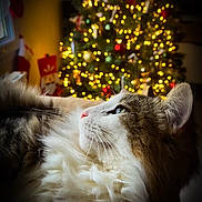 Tézio a rejoint le concours — aidez-le/la à gagner de superbes lots ! animal, architecture, building, cat, christmas, couch, face, furniture, head, indoors, lighting, livingroom, manx, person, pet, photography, plant, portrait, room, tree