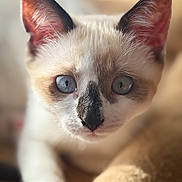 Thalie a rejoint le concours — aidez-le/la à gagner de superbes lots ! kitten, cat, close_up, blue_eyes, paw, fur, whiskers, pet, animal, cute, indoor, soft_light, curious, young, mammal, feline, domestic_animal, portrait, nose, ears