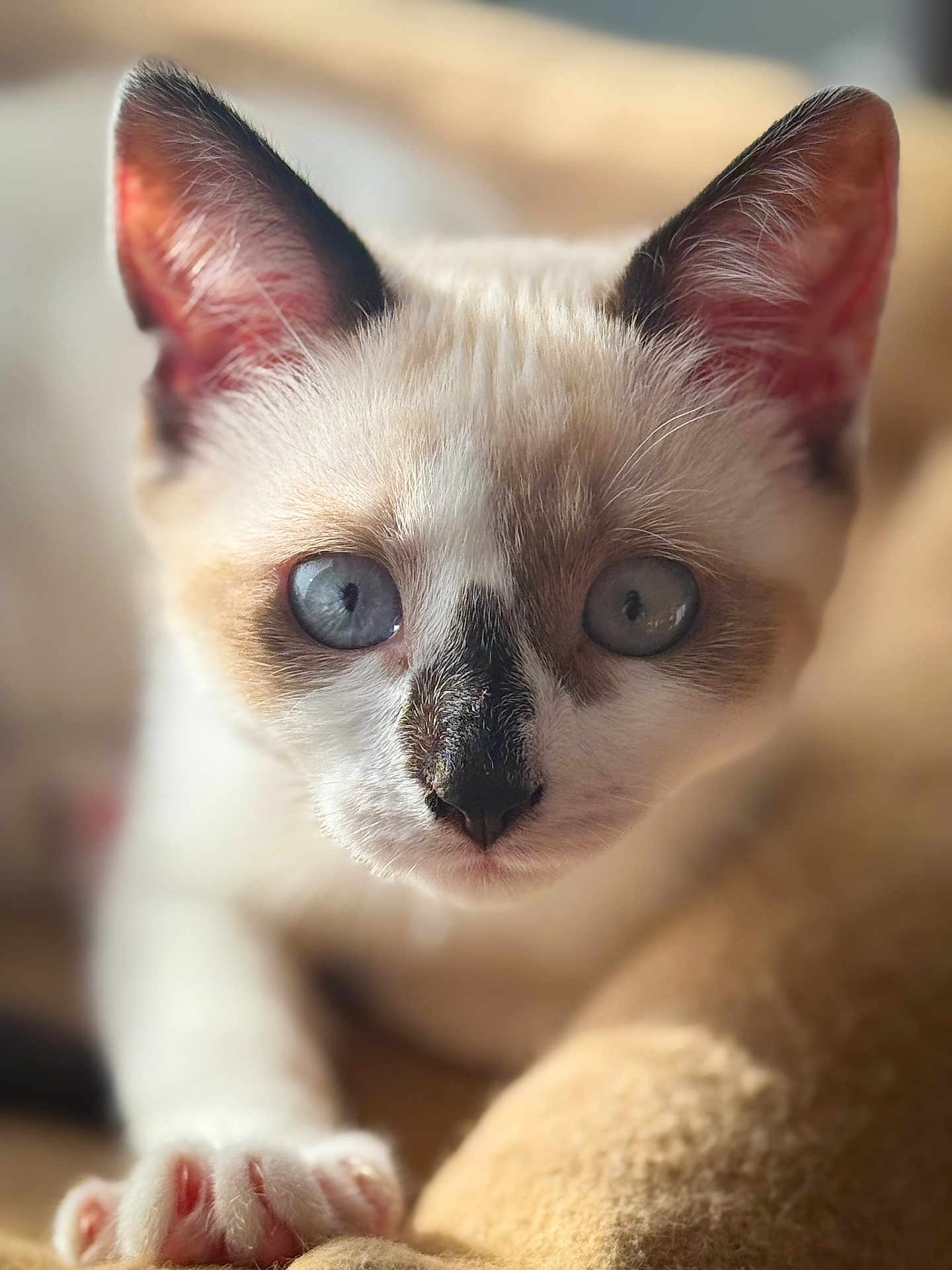 Thalie a rejoint le concours — aidez-le/la à gagner de superbes lots ! kitten, cat, close_up, blue_eyes, paw, fur, whiskers, pet, animal, cute, indoor, soft_light, curious, young, mammal, feline, domestic_animal, portrait, nose, ears