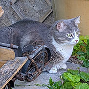 Topaze a rejoint le concours — aidez-le/la à gagner de superbes lots ! animal, bench, cat, closeup, curious, daylight, feline, garden, gray_cat, greenery, miniature_bicycle, nature, outdoor, pet, plants, quiet, rustic, side_view, stone, white_cat
