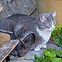 animal, bench, cat, closeup, curious, daylight, feline, garden, gray_cat, greenery, miniature_bicycle, nature, outdoor, pet, plants, quiet, rustic, side_view, stone, white_cat