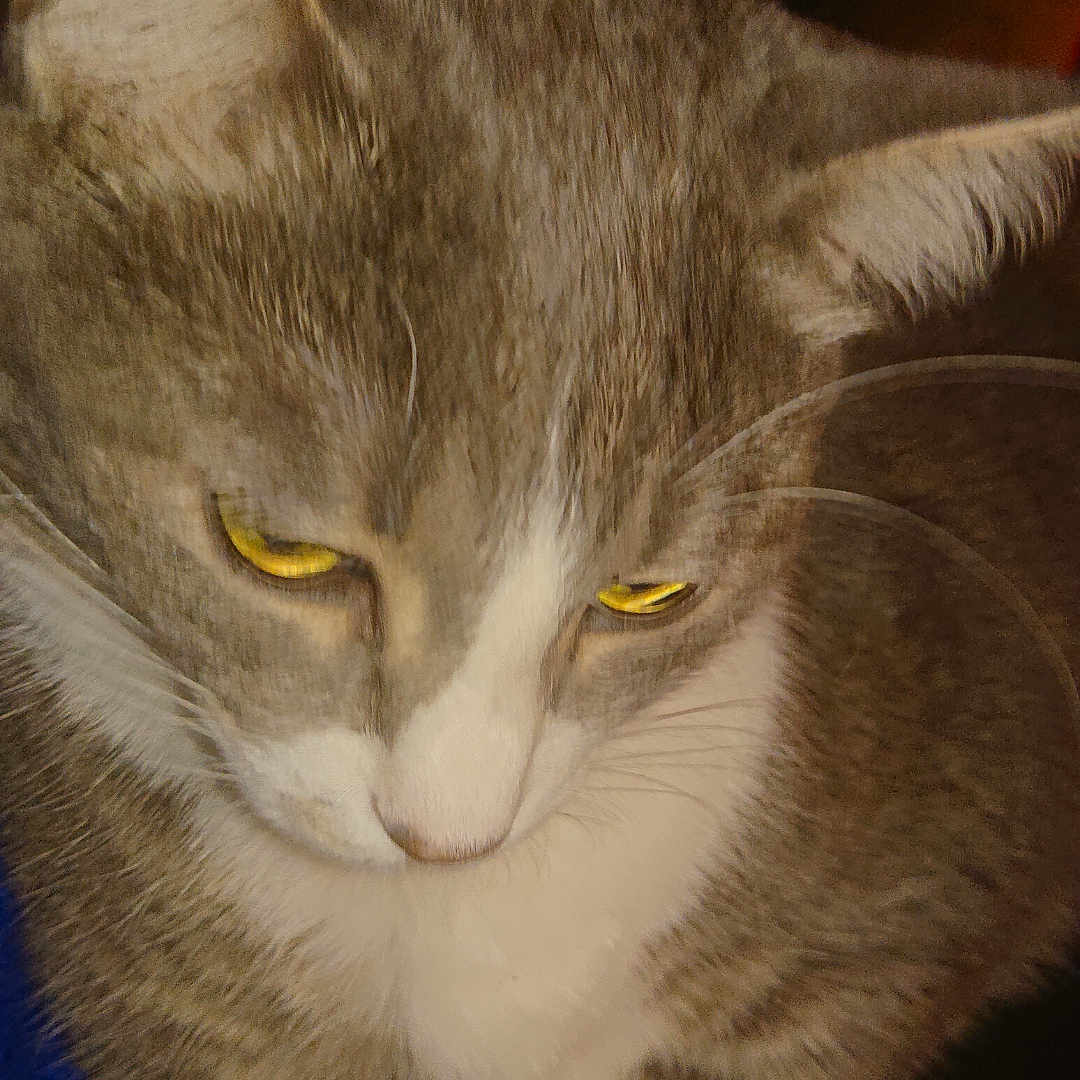 Topaze participe au concours pour gagner de l'argent avec cette photo : abyssinian, animal, cat, kitten, manx, pet, siamese