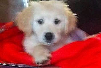 Boo Bear is registered to the contest to win money with this photo: bored, canidae, carnivore, companion_dog, dog, dog_breed, dog_supply, fawn, fur, non_sporting_group, pet_supply, polish_tatra_sheepdog, puppy, snout, sporting_group, terrestrial_animal, working_animal, working_dog