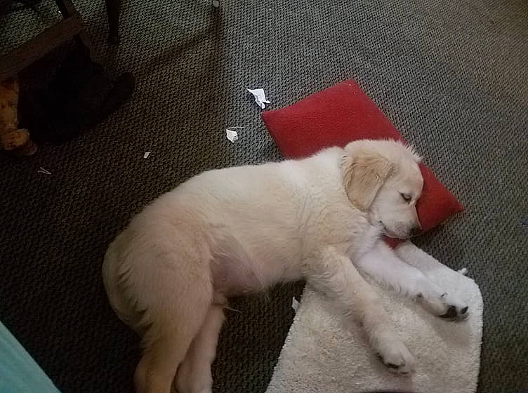 Boo Bear joined the competition — help win amazing prizes! canidae, carnivore, claw, companion_dog, dog_breed, fawn, felidae, flooring, foam, fur, paw, small_to_medium_sized_cats, snout, sporting_group, tail, terrestrial_animal, whiskers, working_animal