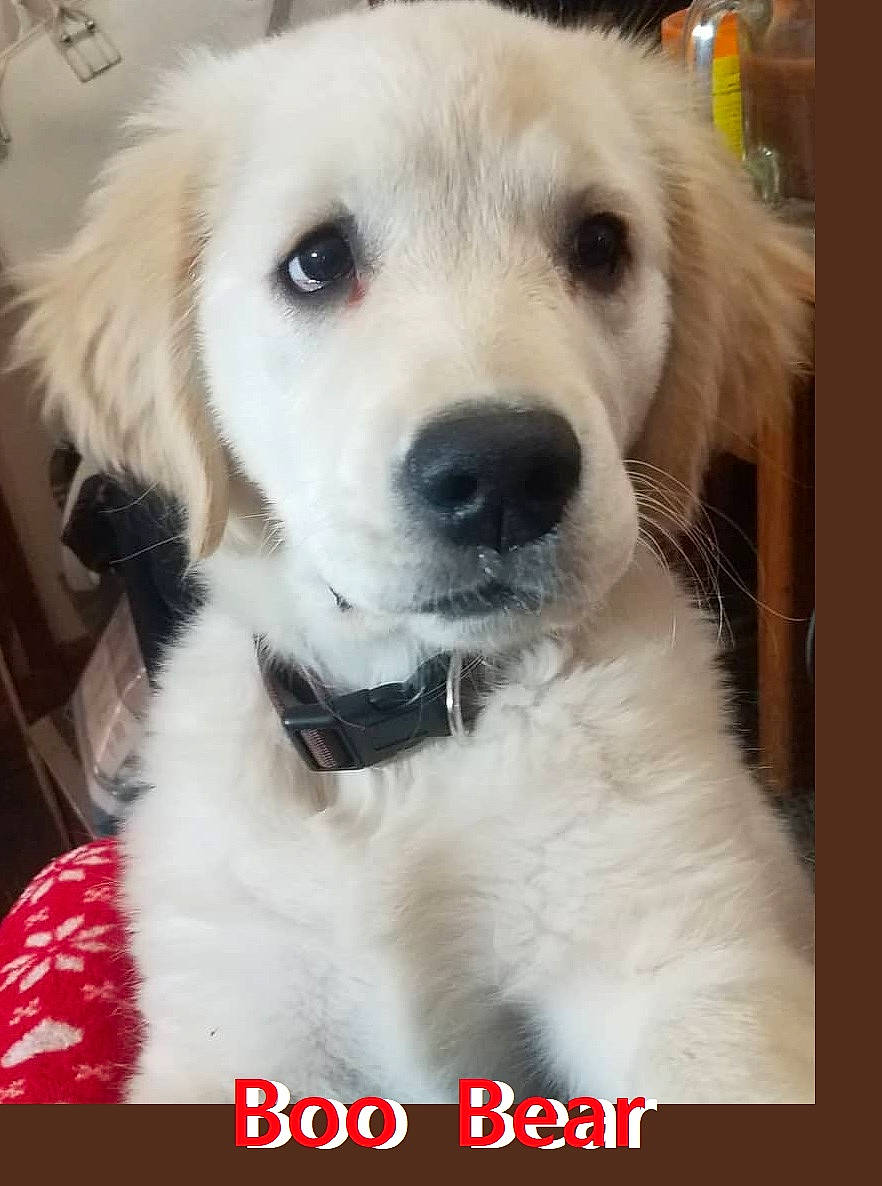 Boo Bear is registered to the contest to win money with this photo: canidae, carnivore, collar, companion_dog, dog, dog_breed, dog_collar, event, fawn, fur, happy, photography, plant, puppy, puppy_love, sporting_group, tree, whiskers, working_animal