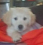 Boo Bear joined the competition — help win amazing prizes! canidae, carnivore, companion_dog, dog, dog_breed, dog_supply, fur, non_sporting_group, pet_supply, snout, sporting_group, terrestrial_animal, working_animal