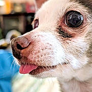 Hachi is registered to the contest to win money with this photo: dog, chihuahua, tongue_out, close_up, pet, cute, eye, nose, whiskers, fur, portrait, indoor, bed, blanket, collar, macro, shallow_depth_of_field, adorable, small_breed, snout
