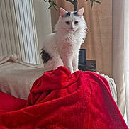 Tokyo participe au concours pour gagner de l'argent avec cette photo : cat, white_cat, black_spots, fluffy, red_blanket, plant, indoor, curtains, cozy, furniture, pet, animal, soft_light, window, relaxing, home, domestic, sitting, portrait, feline