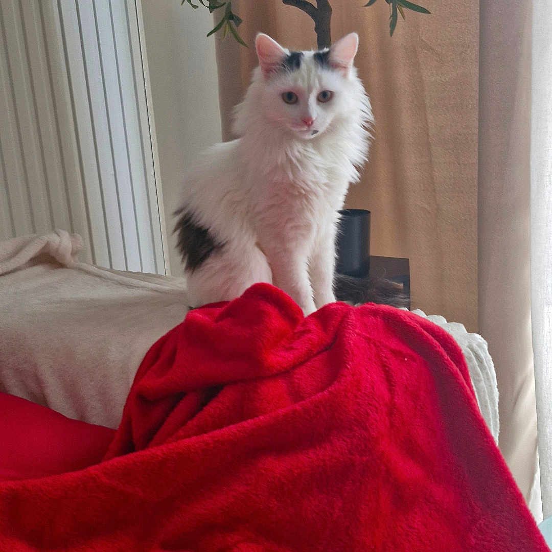 Tokyo participe au concours pour gagner de l'argent avec cette photo : cat, white_cat, black_spots, fluffy, red_blanket, plant, indoor, curtains, cozy, furniture, pet, animal, soft_light, window, relaxing, home, domestic, sitting, portrait, feline