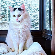 Tokyo a rejoint le concours — aidez-le/la à gagner de superbes lots ! cat, white_cat, black_markings, fluffy, sitting, blanket, window, snow, winter, forest, cozy, indoor, pet, animal, fur, looking_away, calm, relaxed, home, natural_light