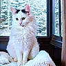 cat, white_cat, black_markings, fluffy, sitting, blanket, window, snow, winter, forest, cozy, indoor, pet, animal, fur, looking_away, calm, relaxed, home, natural_light