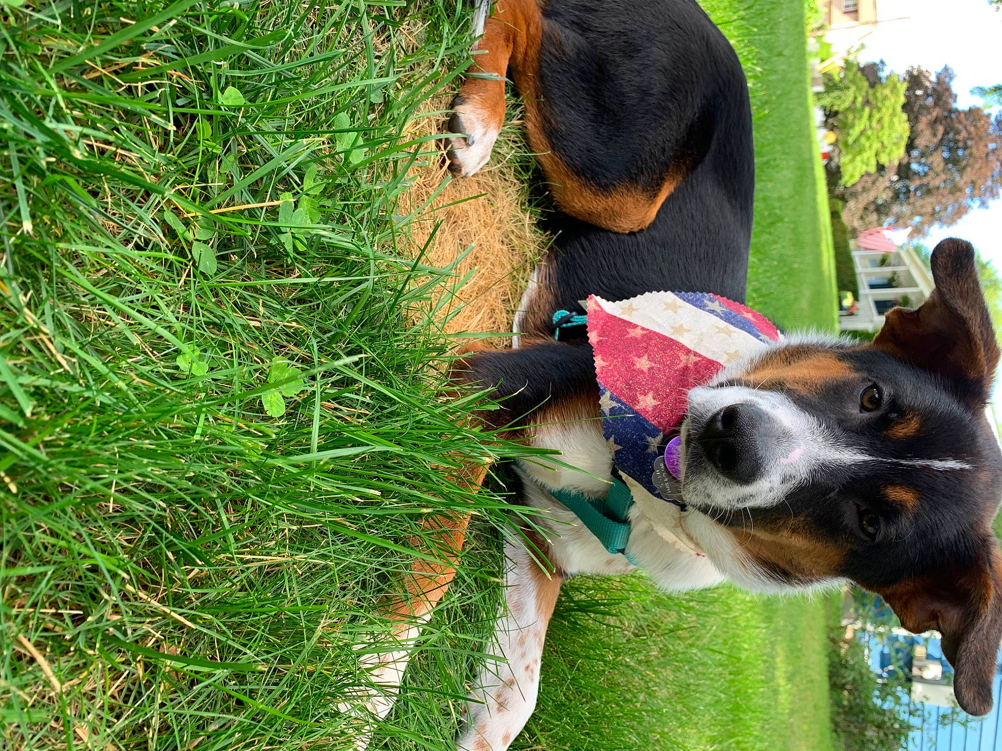 Chet joined the competition — help win amazing prizes! canidae, carnivore, collar, companion_dog, dog, dog_breed, dog_collar, dog_supply, fawn, grass, green, groundcover, pet_supply, plant, snout, sporting_group, sunglasses, terrestrial_plant, tree, working_animal