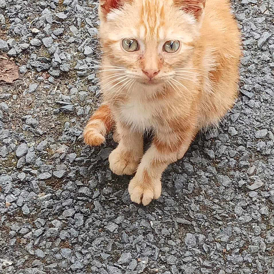 Tiroux
