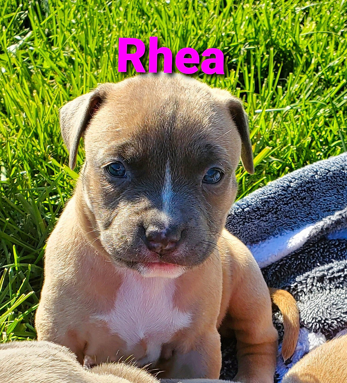 Rhea is registered to the contest to win money with this photo: american_pit_bull_terrier, american_staffordshire_terrier, canidae, carnivore, dog, dog_breed, fawn, mammal, non_sporting_group, puppy, rare_breed_dog, snout, staffordshire_bull_terrier, vertebrate