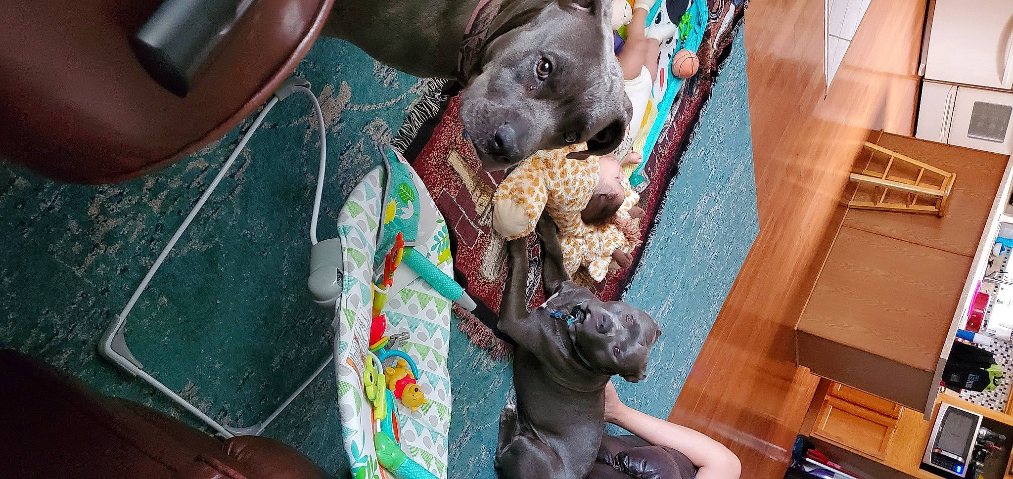 Chance-loco joined the competition — help win amazing prizes! canidae, carnivore, companion_dog, dog, dog_breed, fawn, non_sporting_group, sporting_group, weimaraner